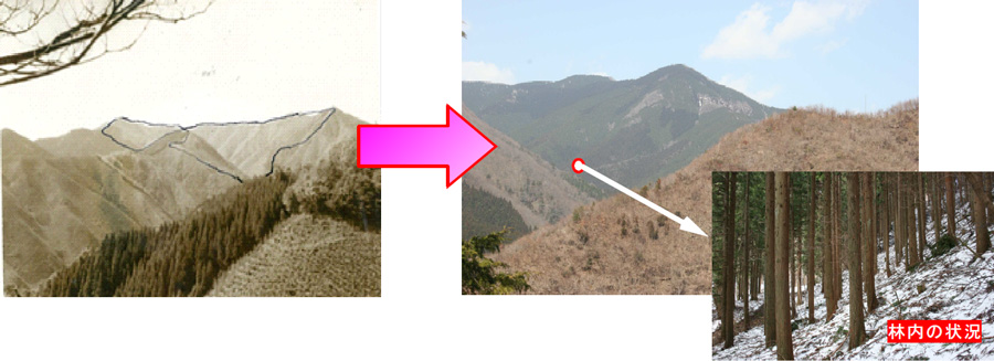 植栽当時（昭和36年）と現在（平成23年）の比較写真
