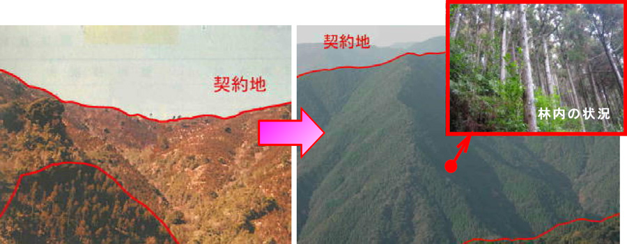 植栽当時（昭和41年）と現在（平成23年）の比較写真