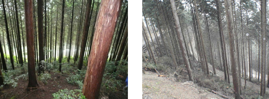 間伐実施状況と林内の状況の写真
