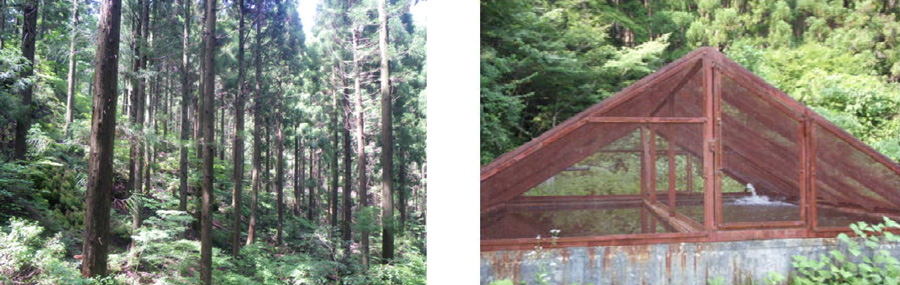 現在の状況（平成23年）と林内の状況の写真