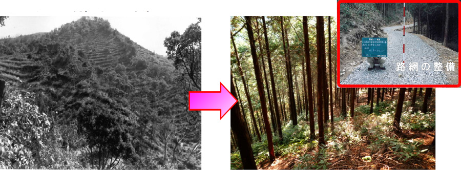 植栽当時（昭和47年）と現在の状況（平成23年）の比較写真