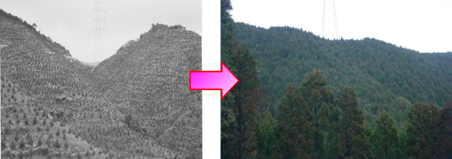 植栽後5年（昭和56年）と現在（平成23年）の比較写真