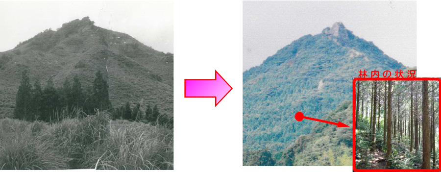 植栽当時（昭和42年）と現在（平成23年）の比較写真