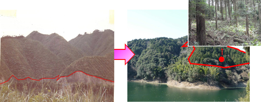 植栽当時（昭和36年）と現在（平成23年）の比較写真
