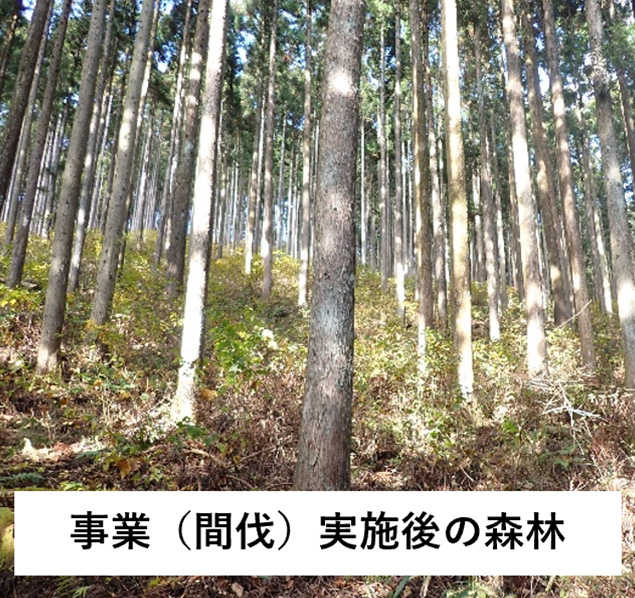 事業（間伐）実施後の森林の写真