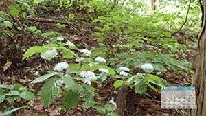5月のカレンダー
