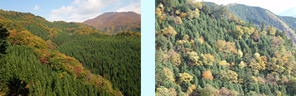 針葉樹と広葉樹が入り交じった森林