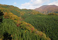 針広混交林の写真1