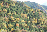 針広混交林の写真2