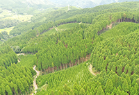 育成複層林の写真1