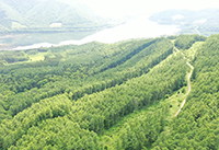 育成複層林の写真2
